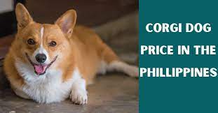 Corgi Price Philippines
